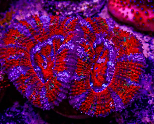 Ultra Acan -199.JPG