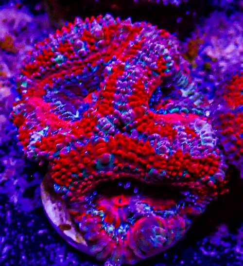 Ultra Acan -200.JPG