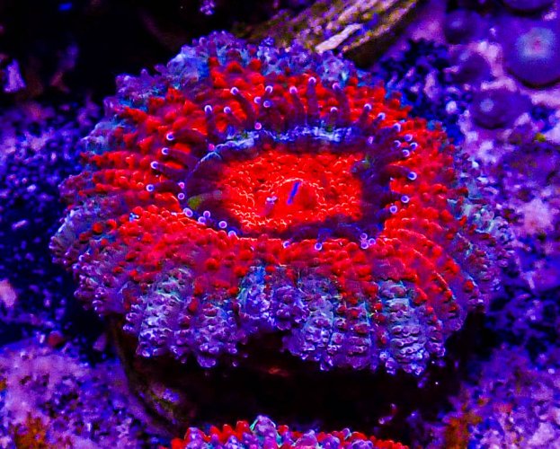 Ultra Acan -201.JPG