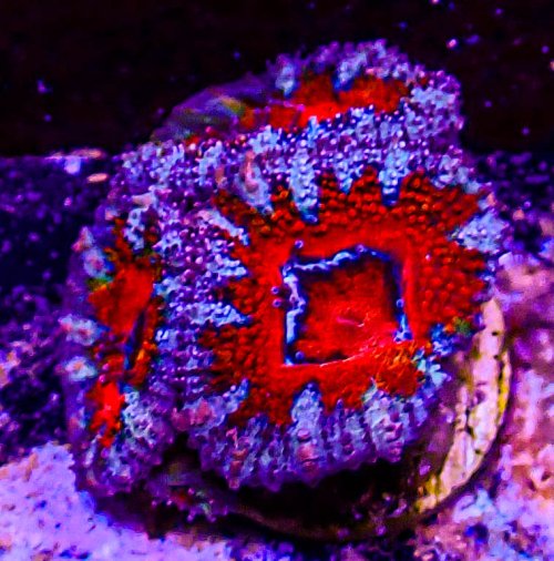 Ultra Acan -203.JPG