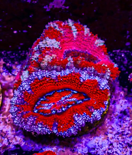 Ultra Acan -204.JPG