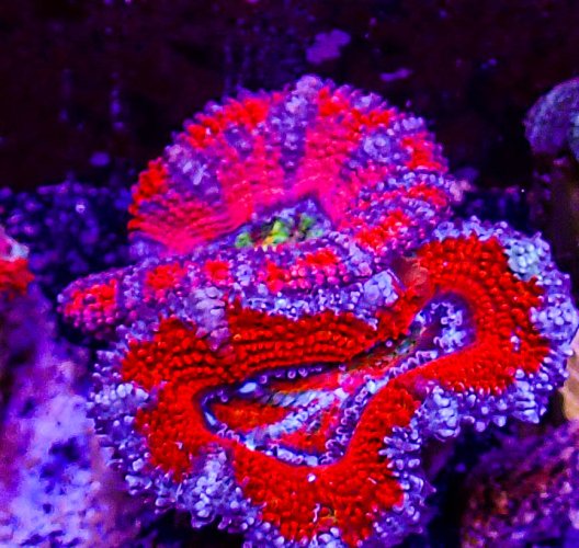 Ultra Acan -205.JPG