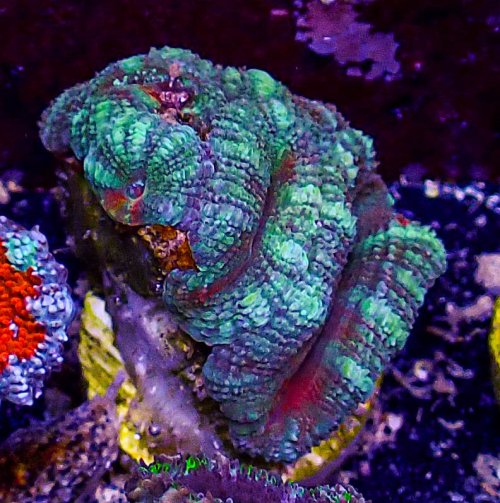 Ultra Acan -206.JPG