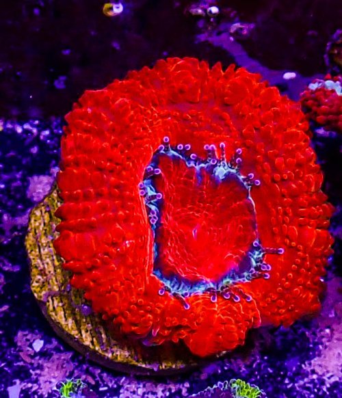 Ultra Acan -207.JPG