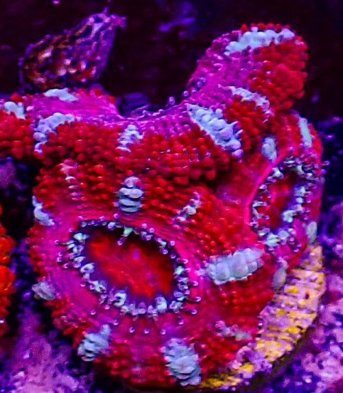 Ultra Acan -208.JPG