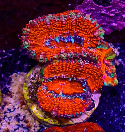 Ultra Acan -209.JPG