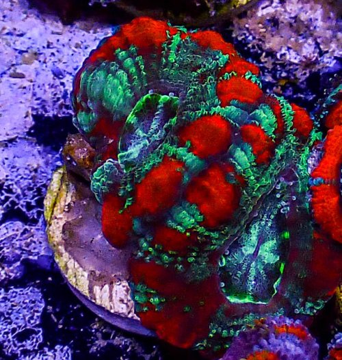 Ultra Acan -210.JPG