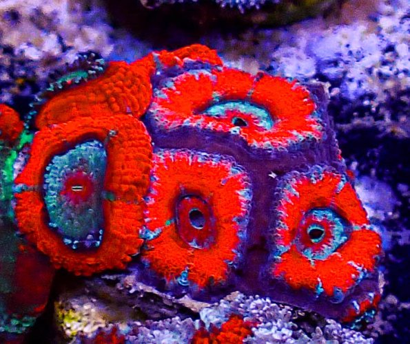 Ultra Acan -211.JPG