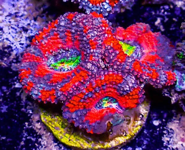 Ultra Acan -212.JPG