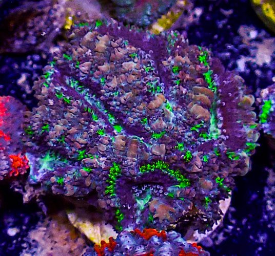 Ultra Acan -213.JPG