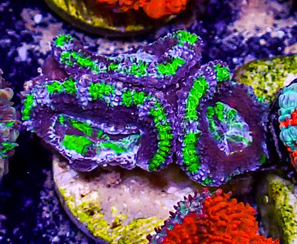 Ultra Acan -214.JPG