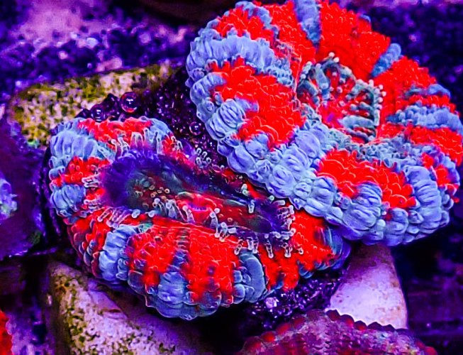 Ultra Acan -215.JPG