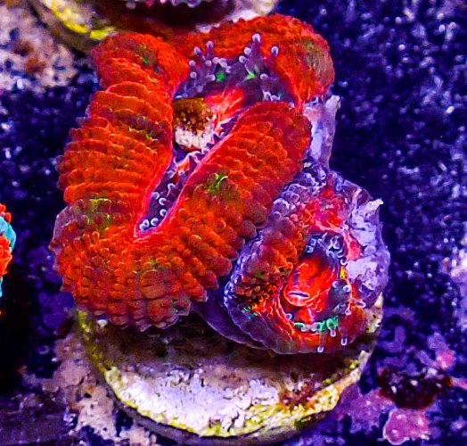 Ultra Acan -216.JPG