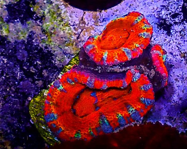 Ultra Acan -217.JPG