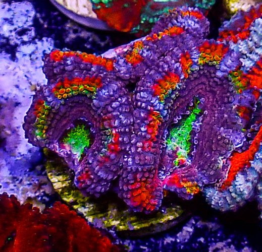 Ultra Acan -218.JPG