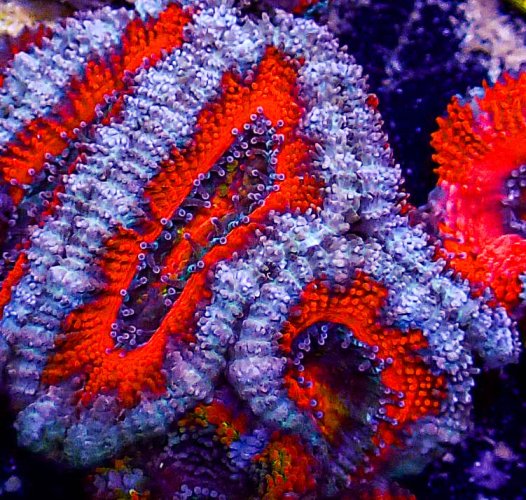 Ultra Acan -219.JPG