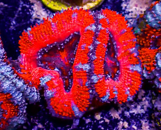 Ultra Acan -220.JPG