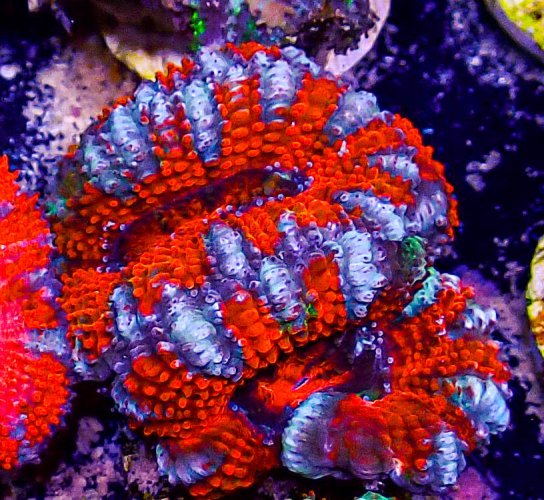 Ultra Acan -221.JPG