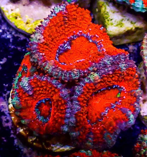 Ultra Acan -222.JPG