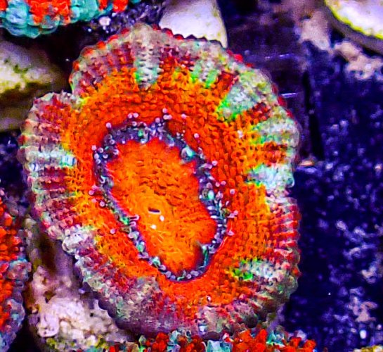 Ultra Acan -223.JPG