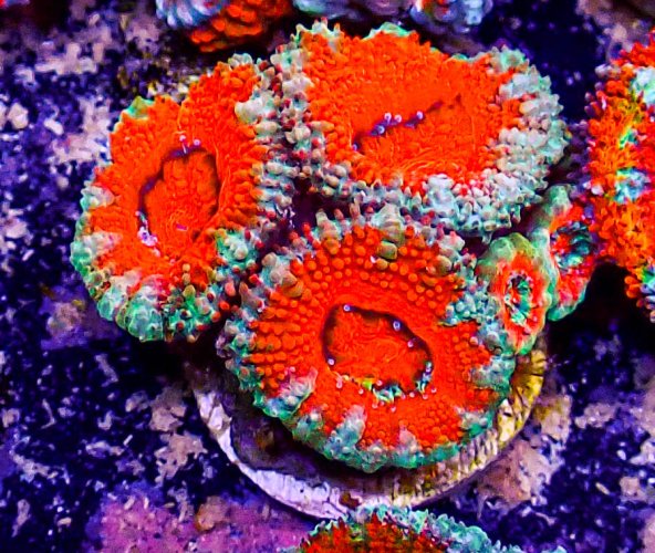 Ultra Acan -225.JPG