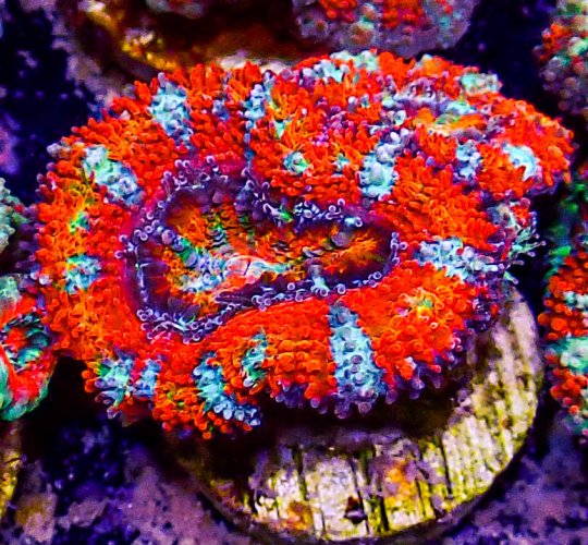 Ultra Acan -226.JPG