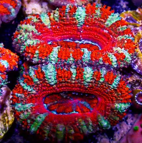 Ultra Acan -227.JPG