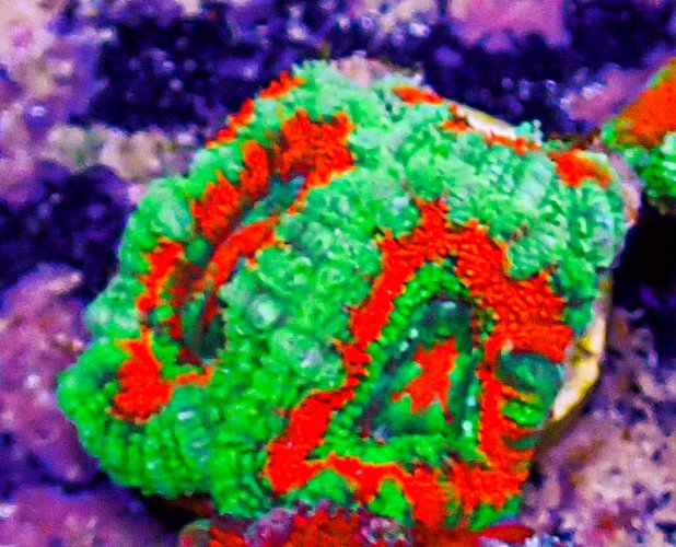 Ultra Acan -228.JPG