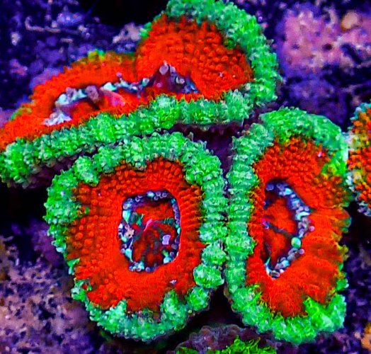 Ultra Acan -229.JPG