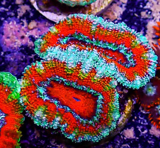 Ultra Acan -230.JPG