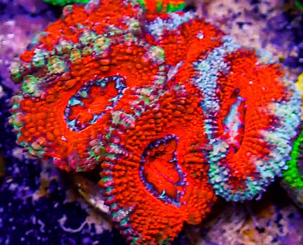 Ultra Acan -231.JPG