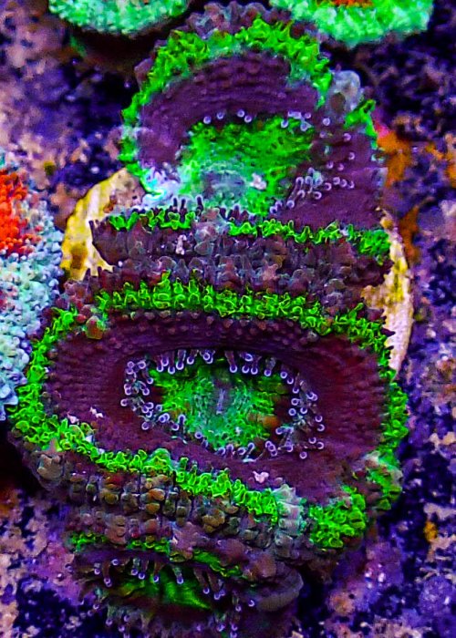 Ultra Acan -232.JPG