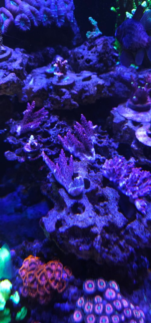E7C0B3EB-278E-4DCE-8F1B-B75BD16CA972.jpeg