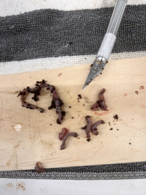 Chopped earthworms.JPG