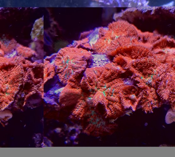 orshrooms.jpg