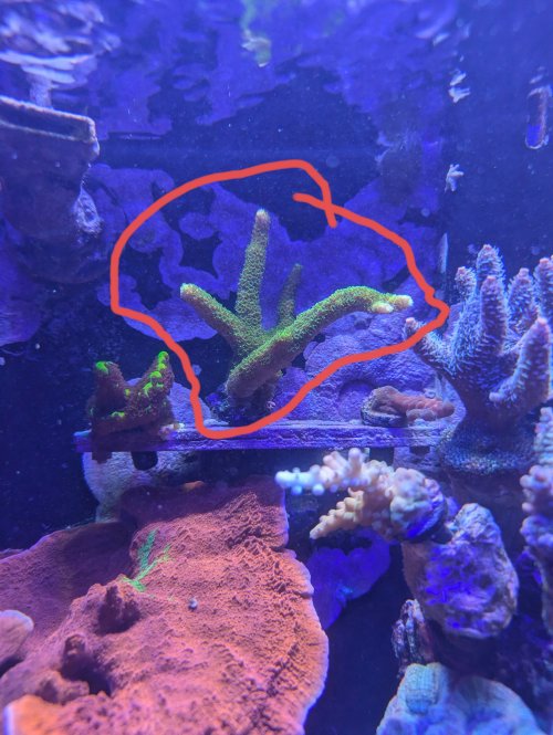 Green slimer.jpg