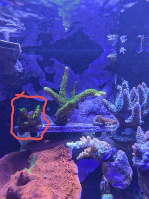 Montipora spongodes.jpg