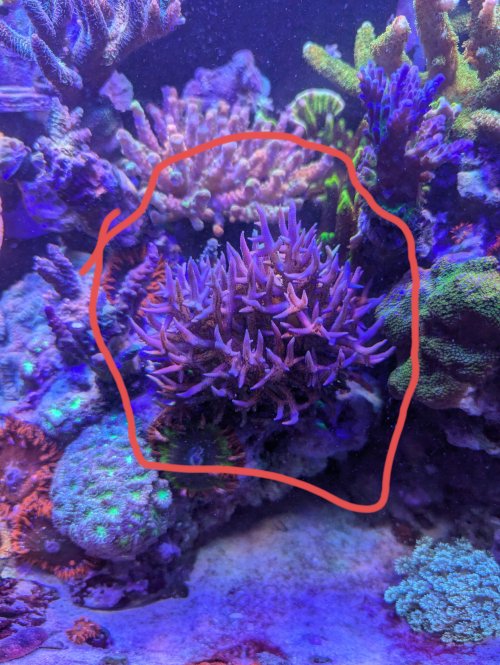 Pink birdsnest.jpg