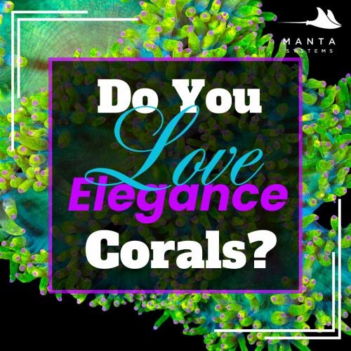 Elegance Corals.png