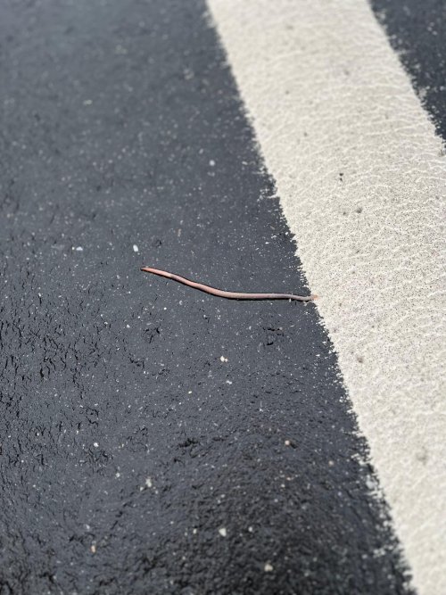 Worm.jpg