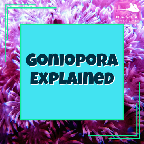 Goniopora.png