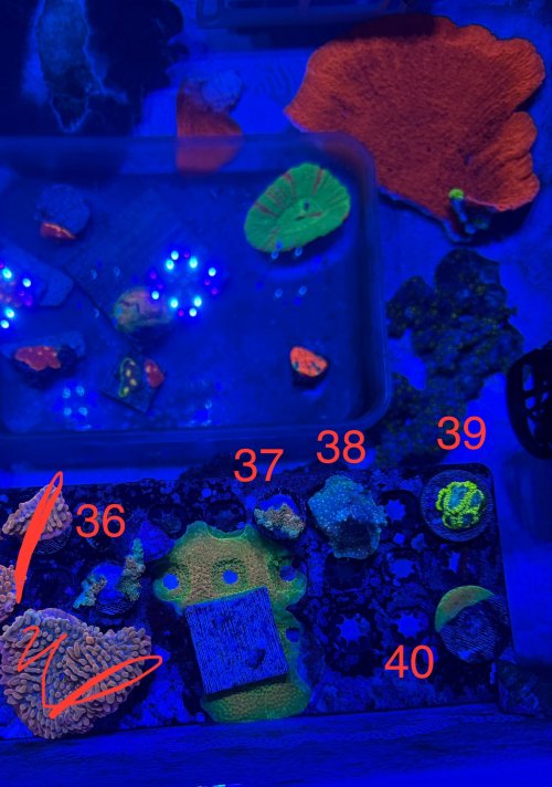 IMG_2480.jpeg