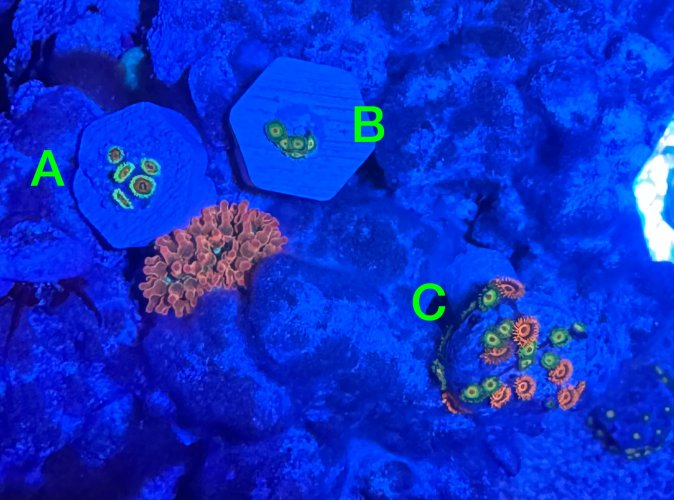 Coral-1_6-7-25.jpg Coral-1_6-7-25.jpg