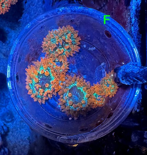 Coral-4_6-7-25.jpg Coral-4_6-7-25.jpg