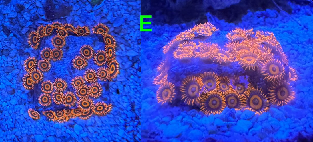 Coral-3_6-7-25.jpg Coral-3_6-7-25.jpg