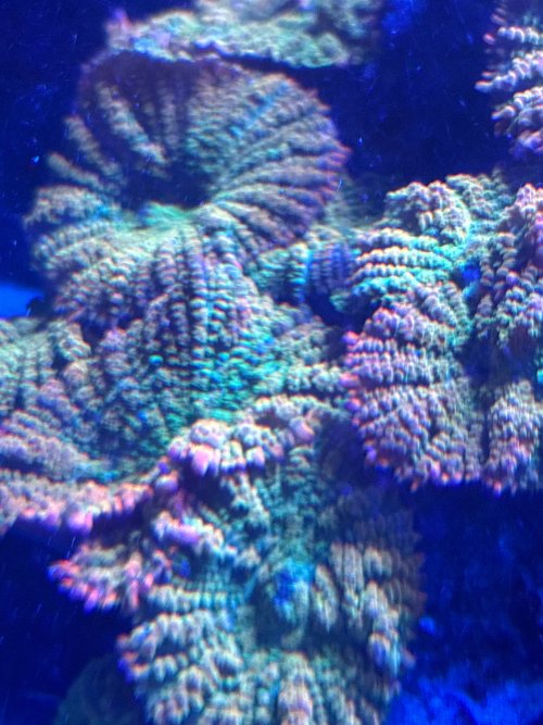 IMG_2268.jpeg