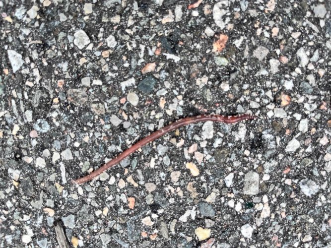 Worm.jpg