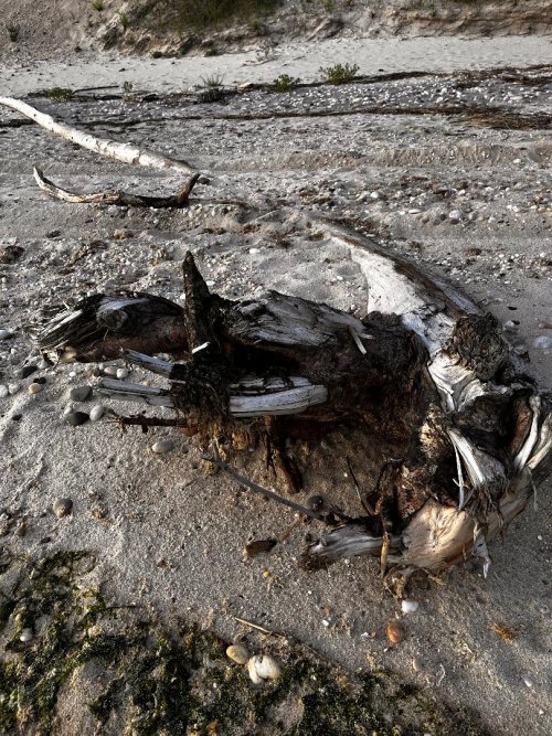 Tree root.jpg