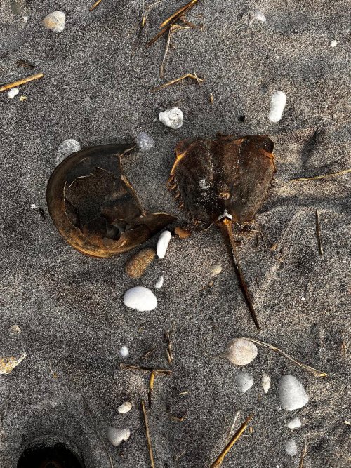 Dead Horseshoe crab.jpg