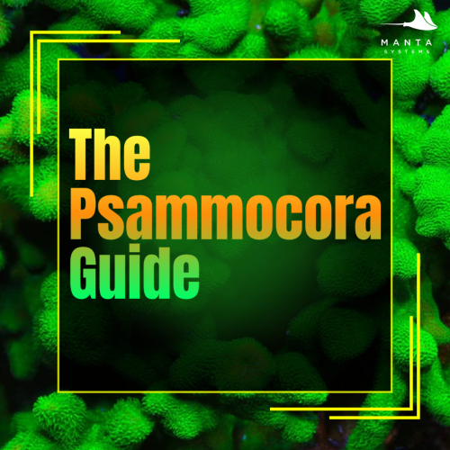 Psammocora.png